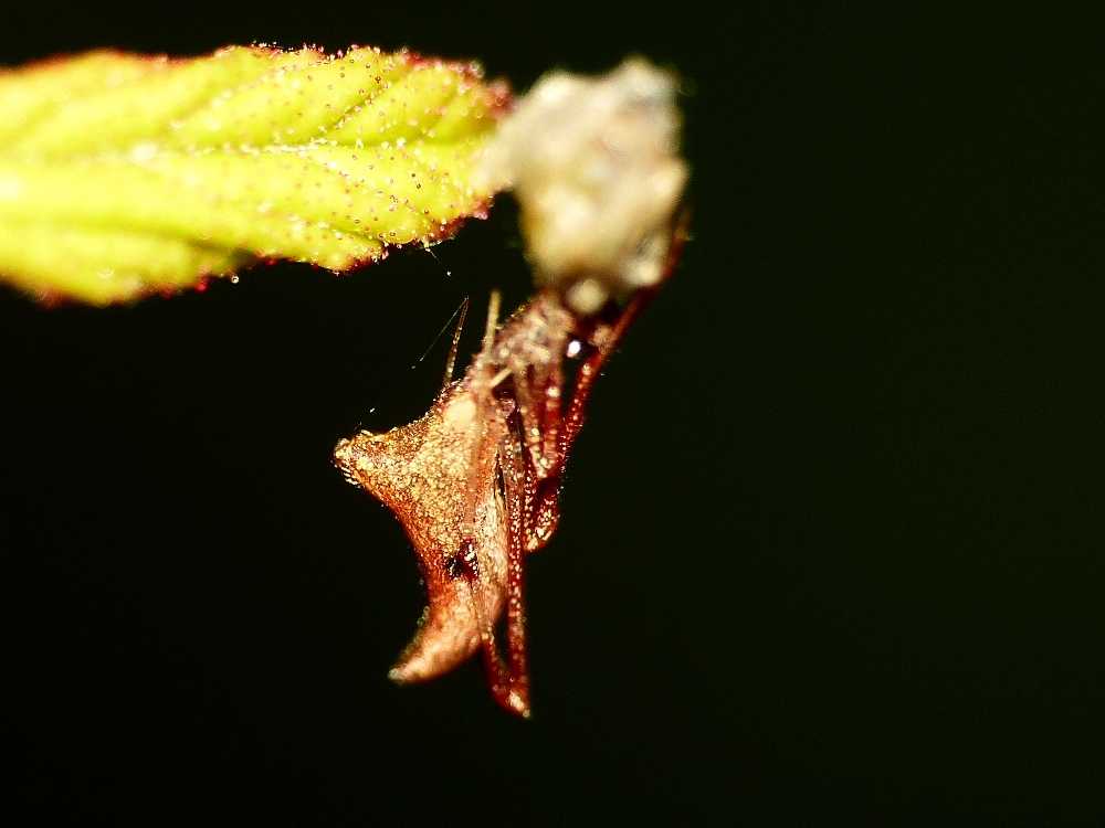 La fantomatica Rhomphaea - Santa Teresa Gallura (OT)